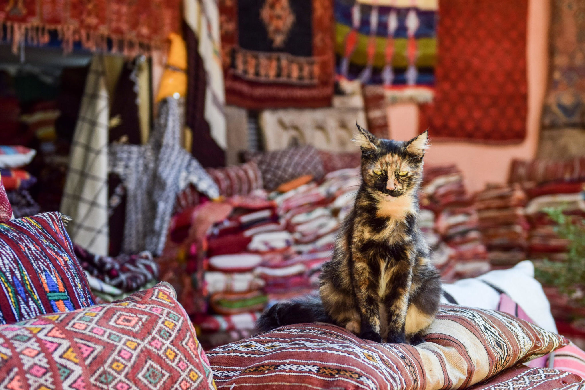 cat marrakech souks