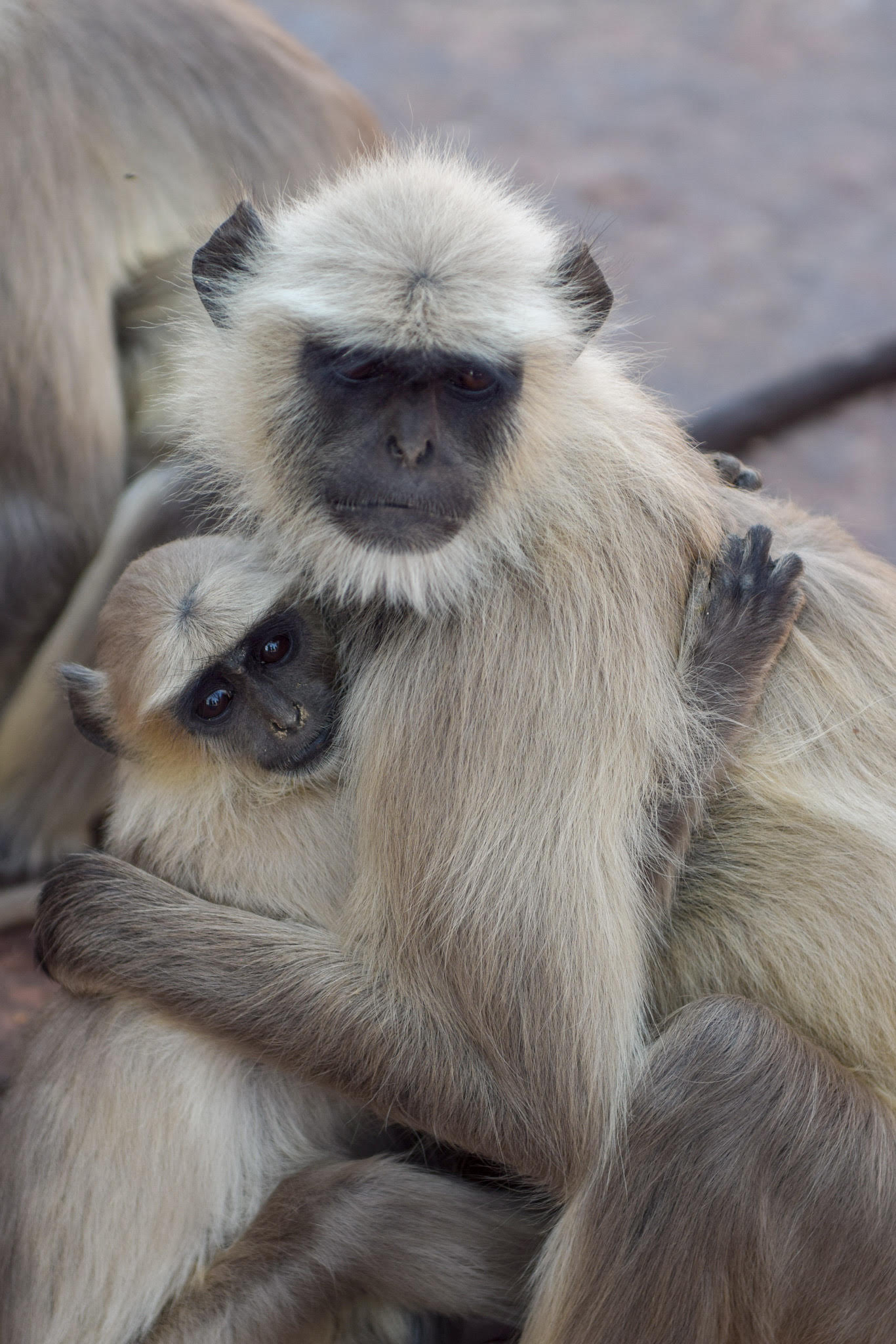 animals in india with kids