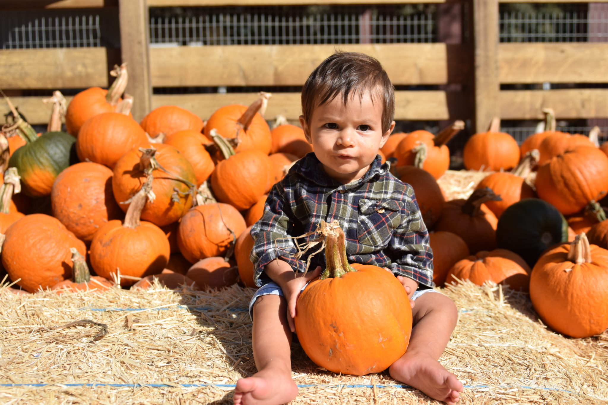 pumpkin patch and fall festival bucket list