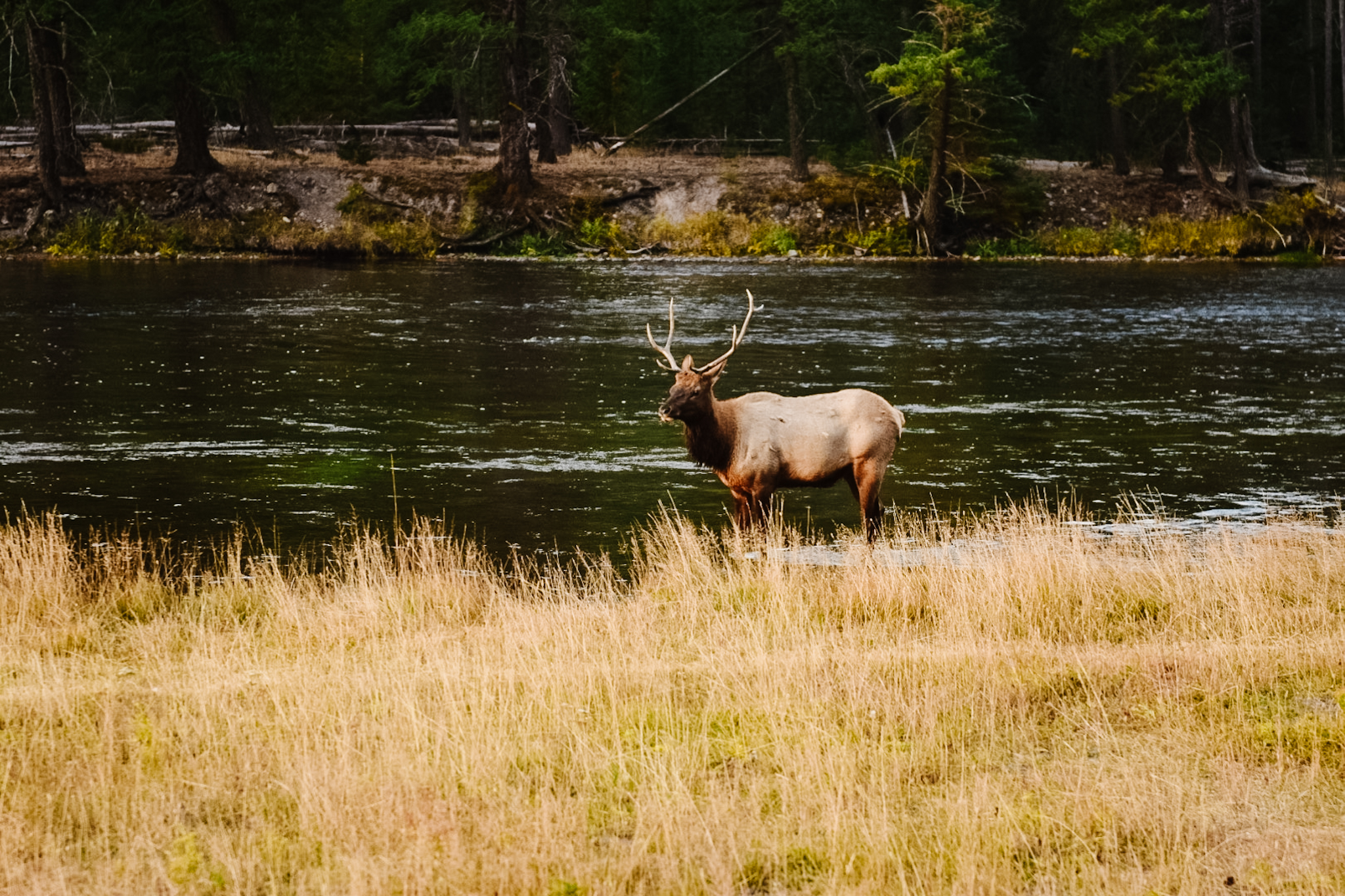 yellowstone elk best itinerary