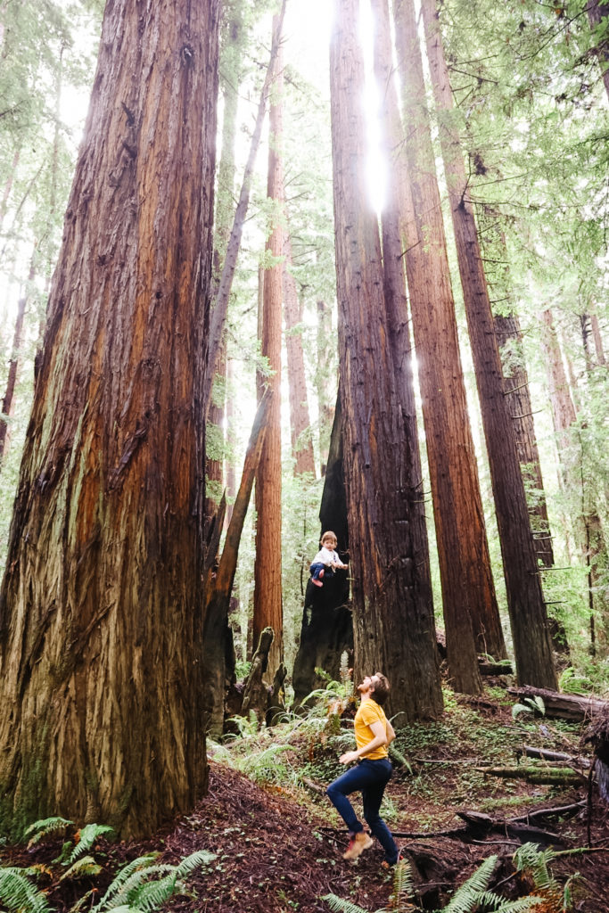 redwoods road trip