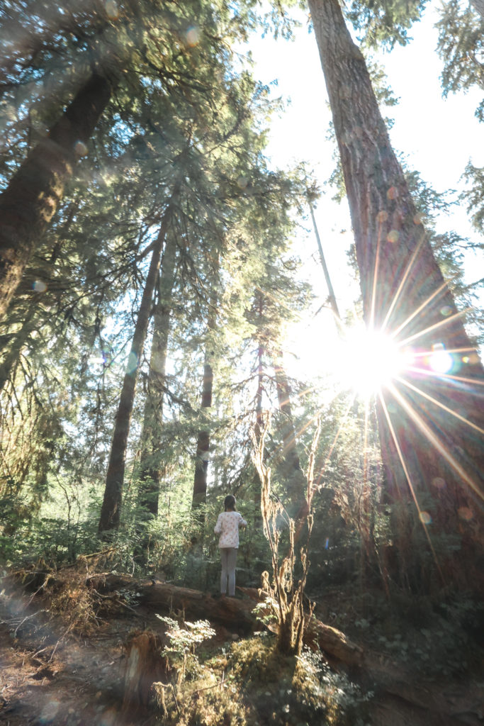 hoh rainforest with kids