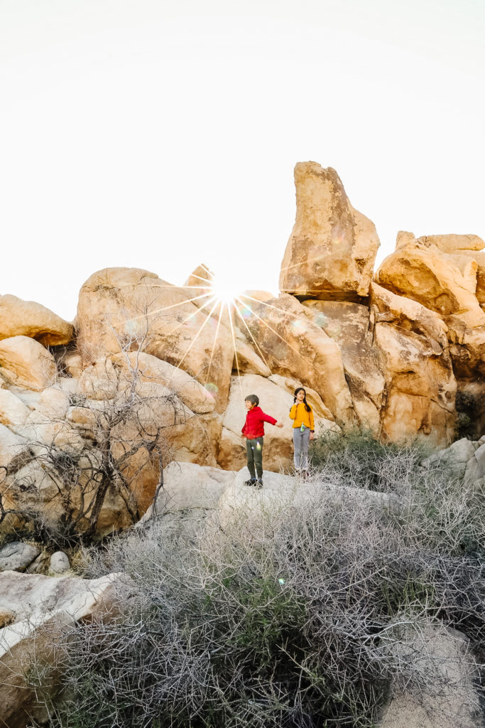 joshua tree november