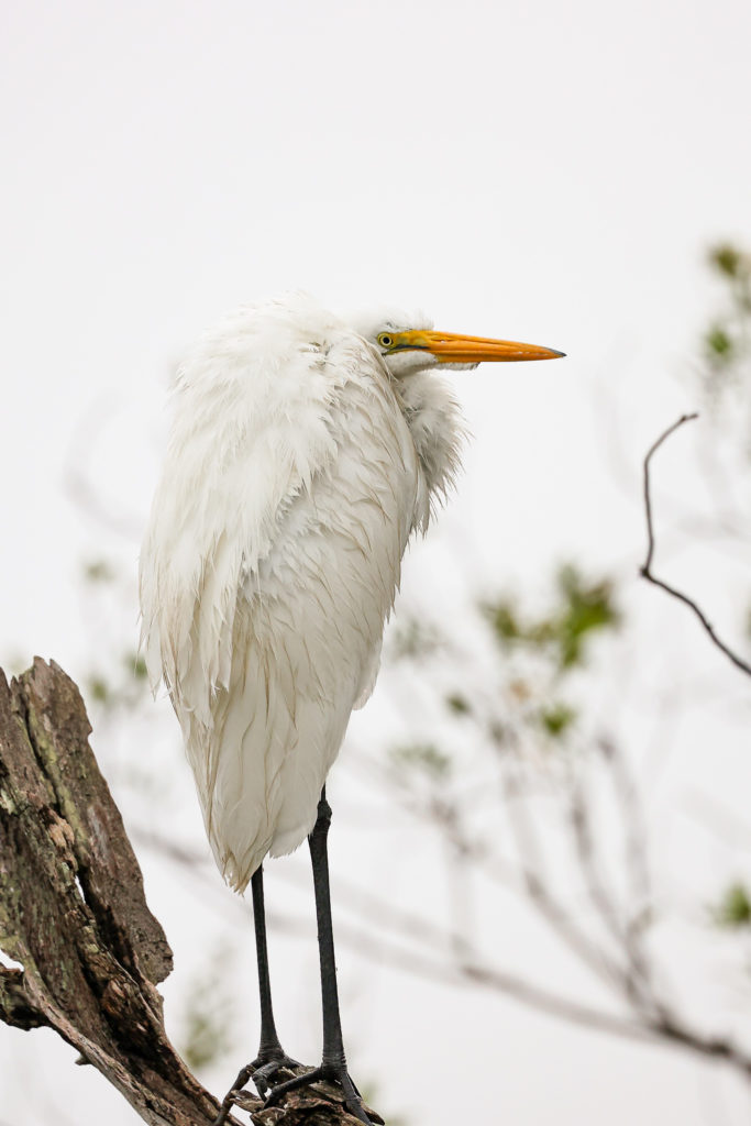 best everglades national park tours