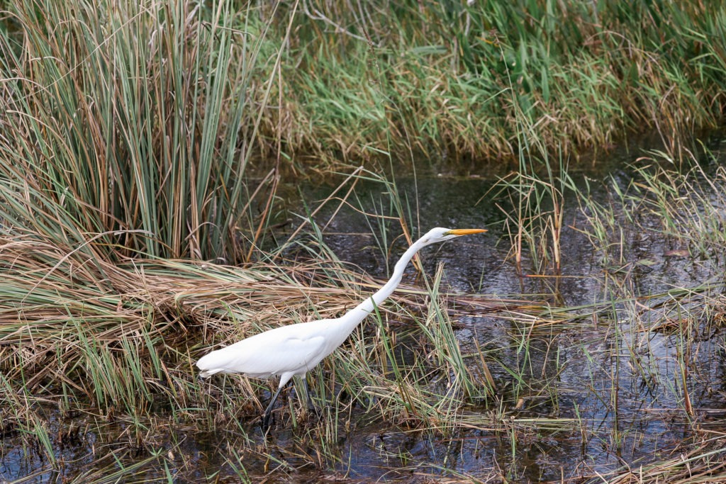 best everglades national park tours