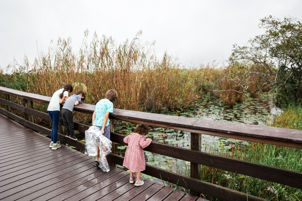 Everglades in December