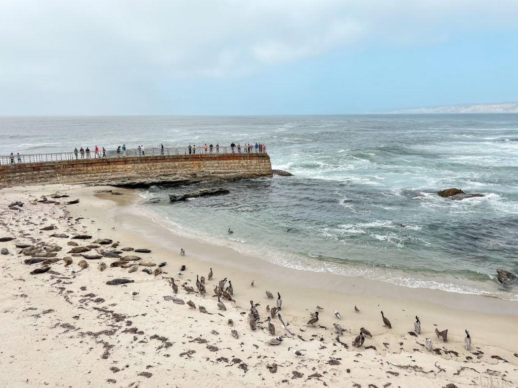 la jolla cove with kids