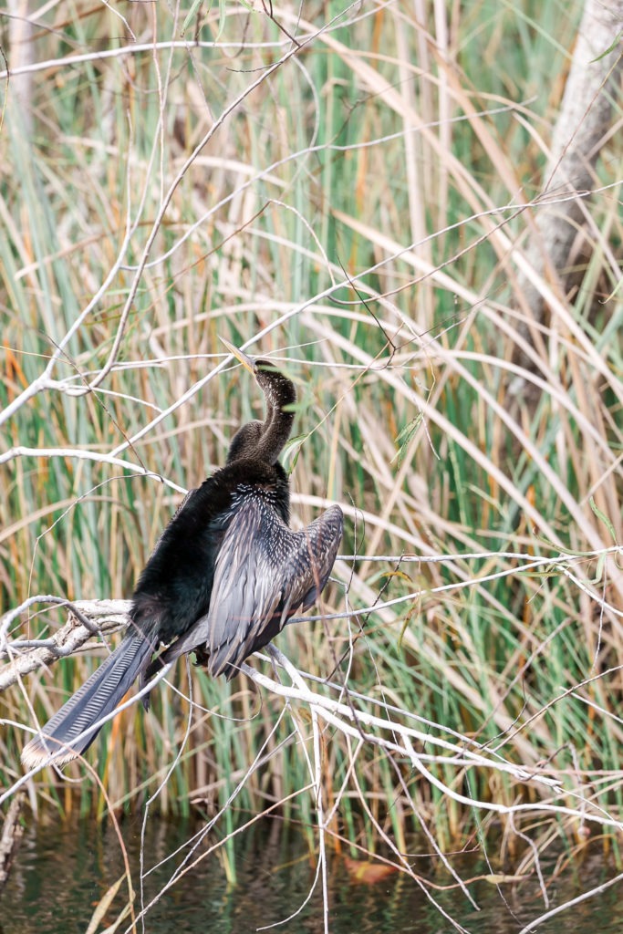 best everglades national park tours