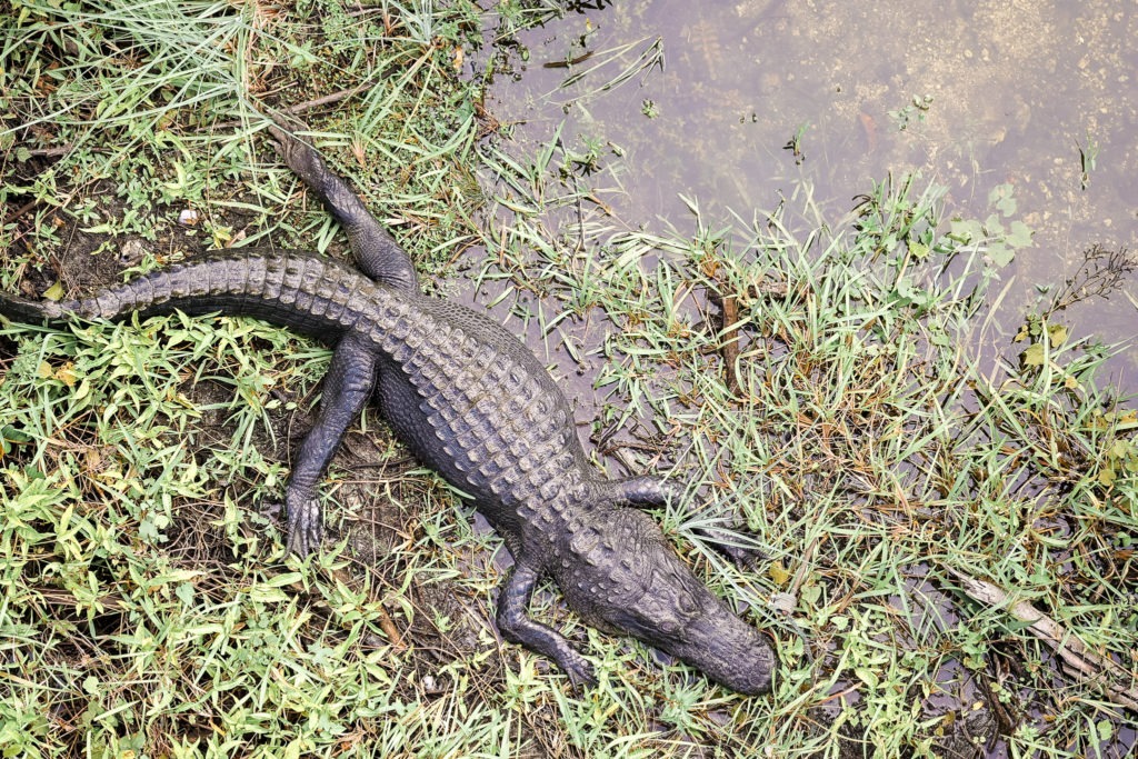 best everglades national park tours