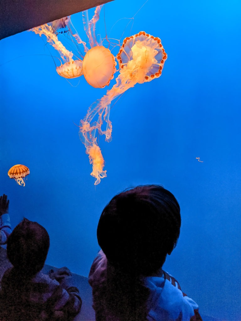 monterey bay aquarium with kids