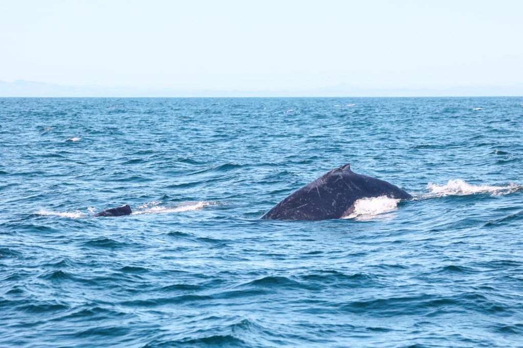 monterey whale watching